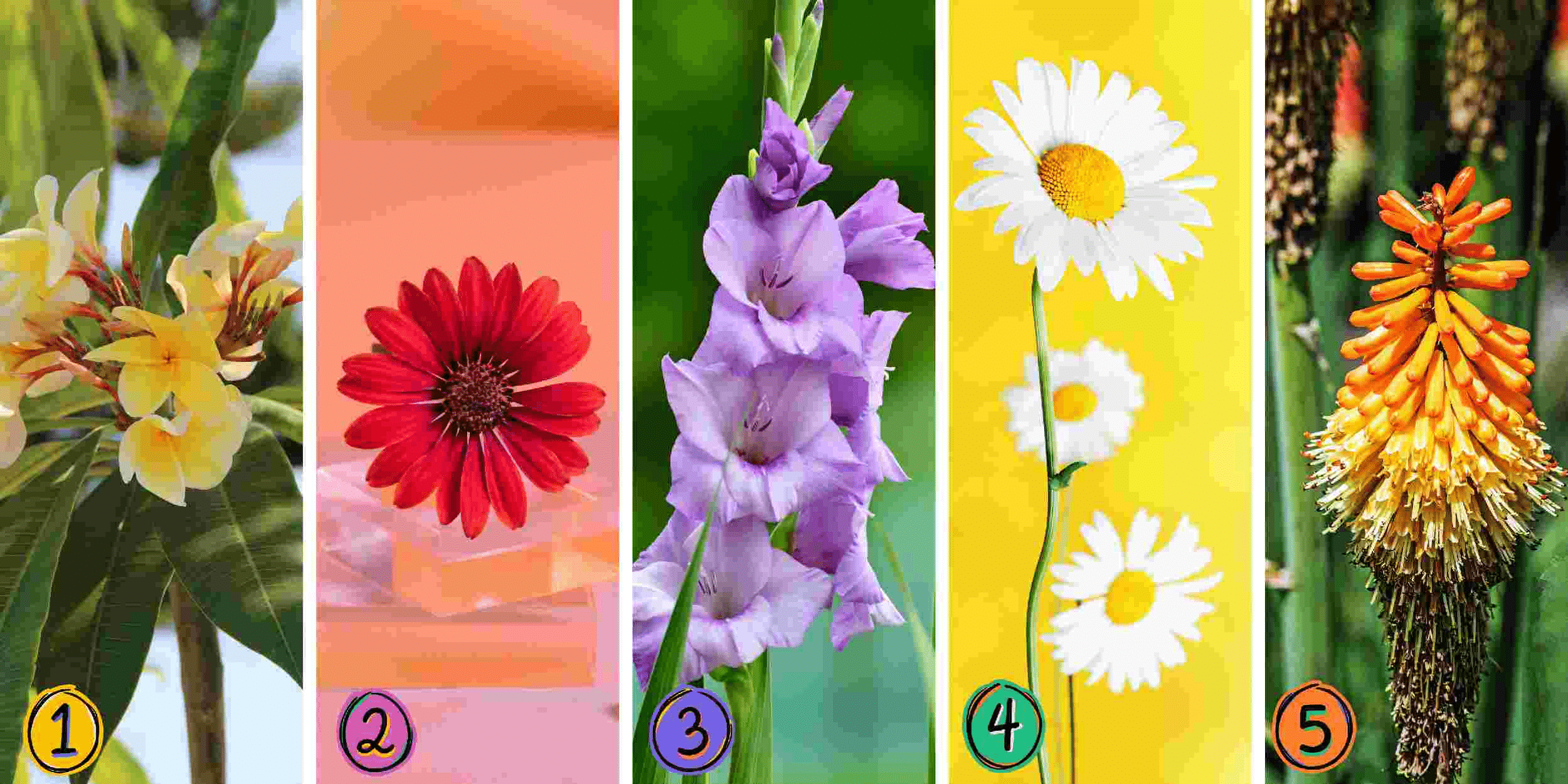 Persönlichkeitstest: Welche der 5 Blumen wählen Sie? Entdecken Sie den Grad der Kontrolle über Ihre Emotionen!