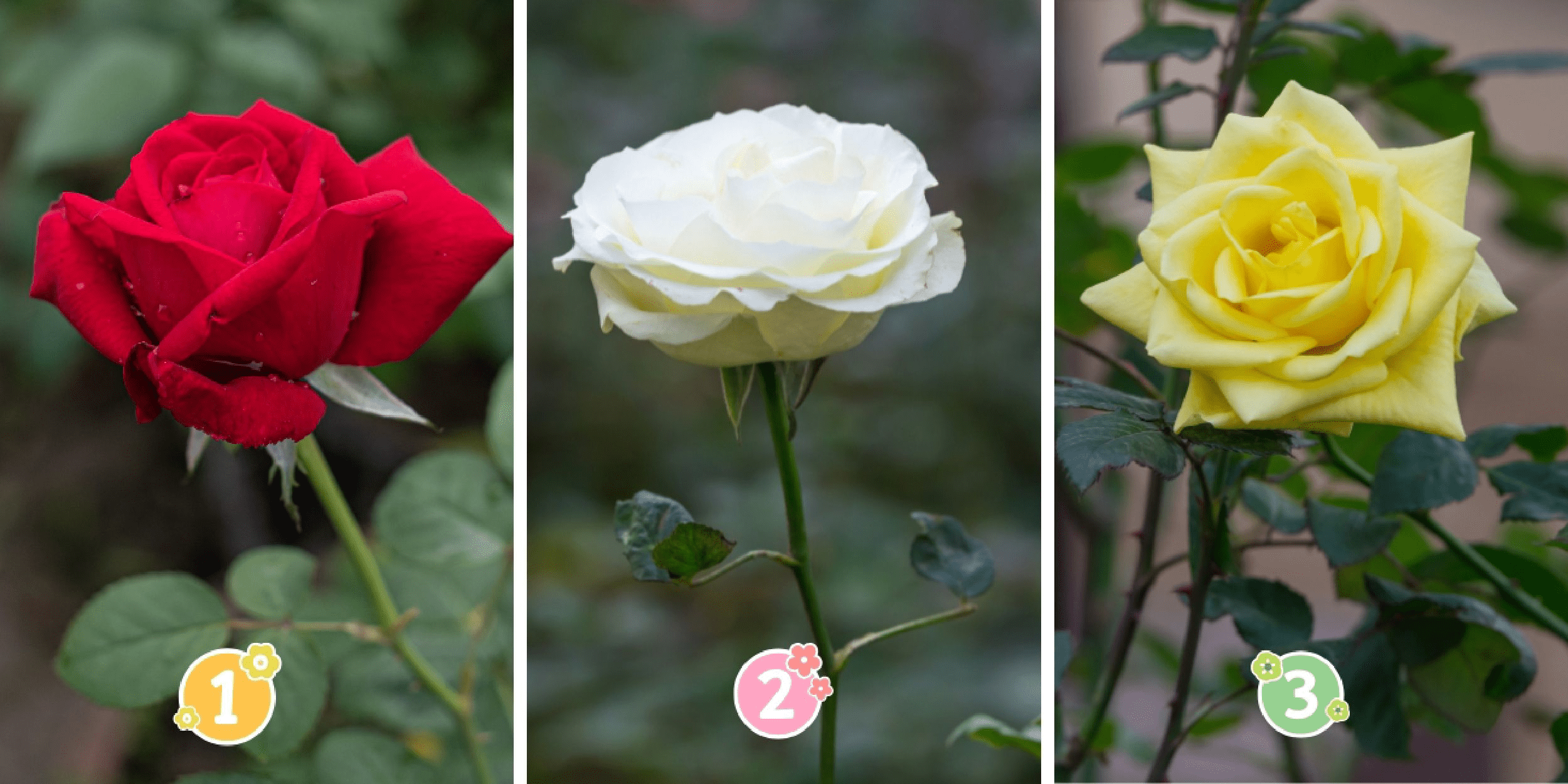 Persönlichkeitstest: Rebellisch oder treu? Zeigen Sie Ihre wahre Natur, indem Sie eine der 3 Rosen im Bild auswählen!