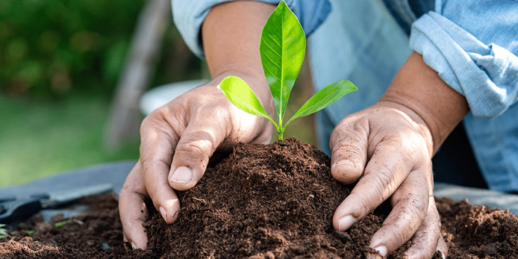 Wie verwandeln Sie Ihren Garten mit einfachen Tipps in ein organisches Ökosystem?