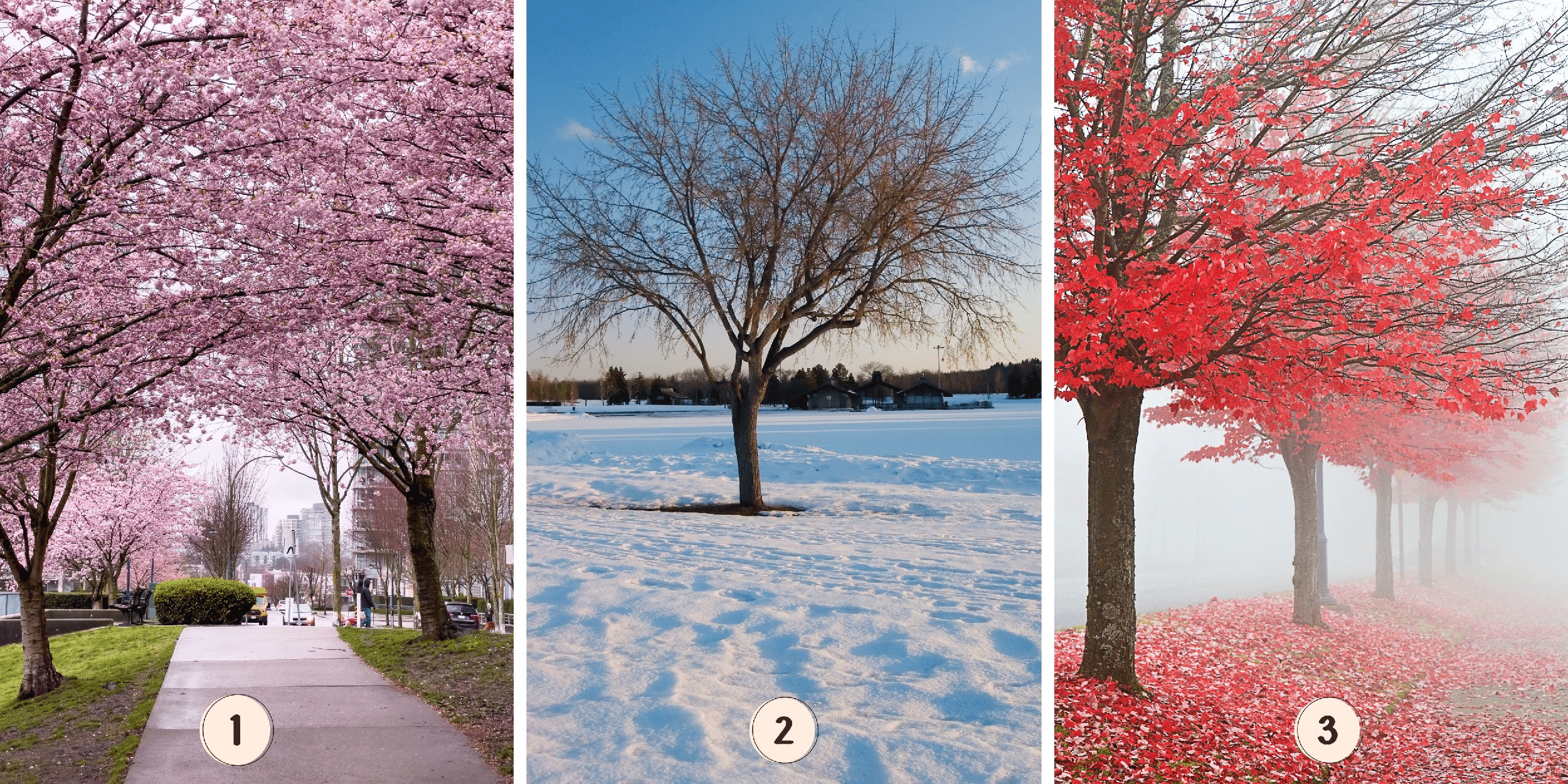 Persönlichkeitstest: Welcher rosa Baum zieht Sie am meisten an? Wählen Sie aus diesen 3 Bäumen und entdecken Sie die Geheimnisse, wie Sie mit der Einsamkeit umgehen!