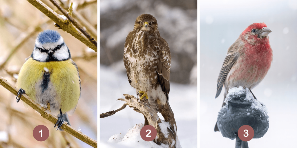 Persönlichkeitstest: Wer ist Ihr innerer Leitvogel? Wählen Sie aus diesen 3 Vögeln und enthüllen Sie Ihren geheimen Ansatz, um die Erwartungen anderer Menschen zu erfüllen!