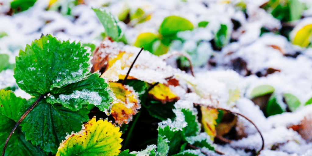 So schützen Sie Ihre Pflanzen im Winter: praktische Ratschläge