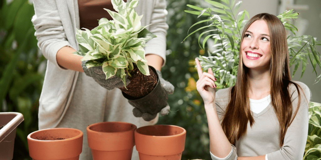 Machen Sie sich bereit für den Frühling: Die drei Pflanzen vermehren sich ohne Verzögerung