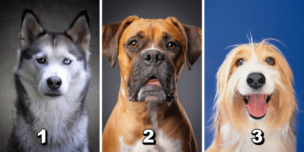 Persönlichkeitstest: Mit welchem ​​Hund sprichst du? Wählen Sie aus diesen 3 Hündchen und offenbaren Sie Ihren einzigartigen Kommunikationsstil!