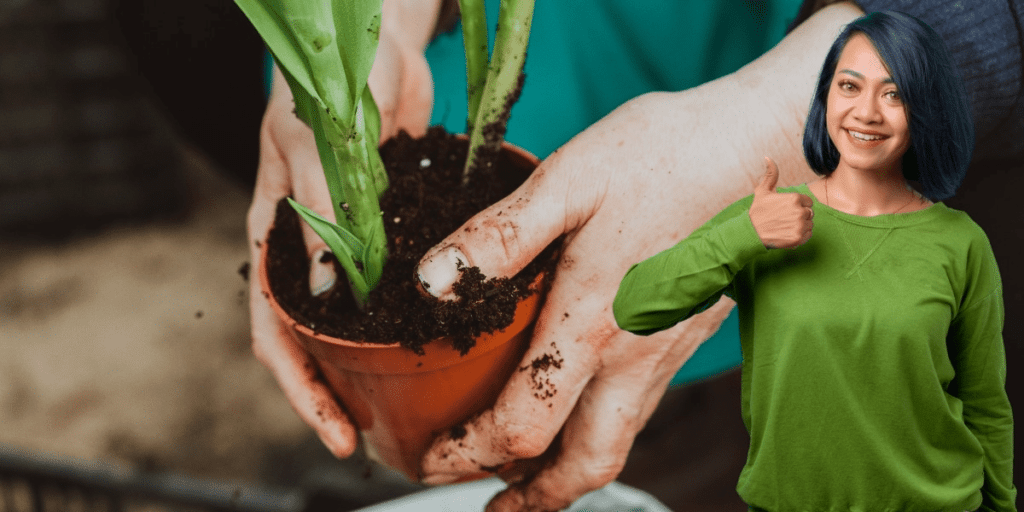 Entdeckung im Garten: Die überraschende Einfachheit, Feigenbäume in Töpfen zu züchten